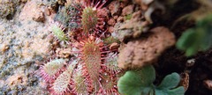 Drosera montana