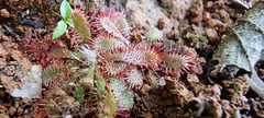 Drosera montana