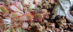 Drosera montana