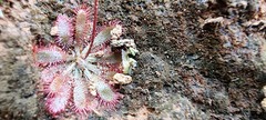 Drosera montana