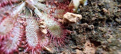 Drosera montana
