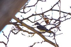 Pyrocephalus rubinus