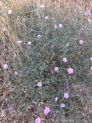 Convolvulus dorycnium