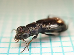 Notiophilus palustris