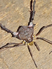 Mischonyx squalidus