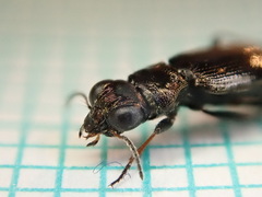 Notiophilus palustris