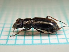 Notiophilus palustris