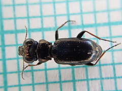 Notiophilus palustris