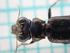Notiophilus palustris