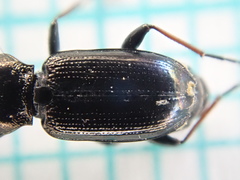 Notiophilus palustris