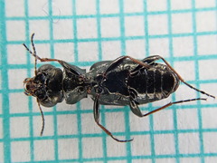 Notiophilus palustris