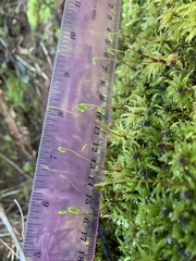Leucolepis