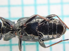 Notiophilus palustris