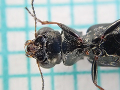 Notiophilus palustris