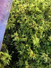 Leucolepis