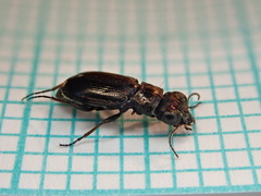 Notiophilus palustris