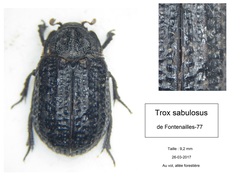 Trox sabulosus