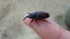 Sphenophorus abbreviatus