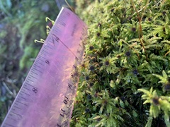 Leucolepis