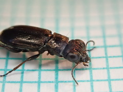Notiophilus palustris