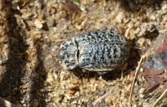 Trox perlatus
