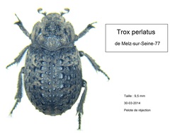 Trox perlatus