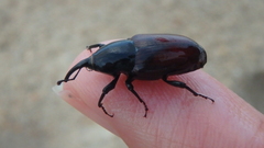Sphenophorus abbreviatus