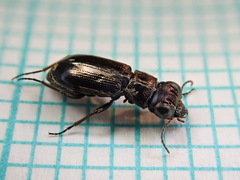 Notiophilus palustris