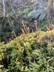 Leucolepis