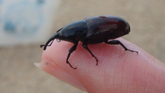 Sphenophorus abbreviatus