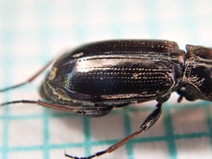 Notiophilus palustris