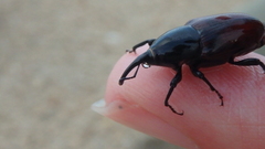 Sphenophorus abbreviatus