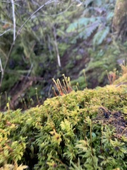 Leucolepis