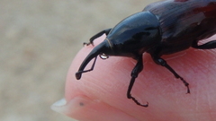 Sphenophorus abbreviatus