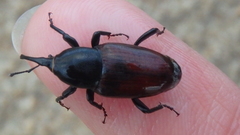 Sphenophorus abbreviatus
