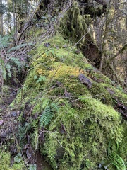 Leucolepis
