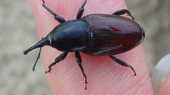 Sphenophorus abbreviatus