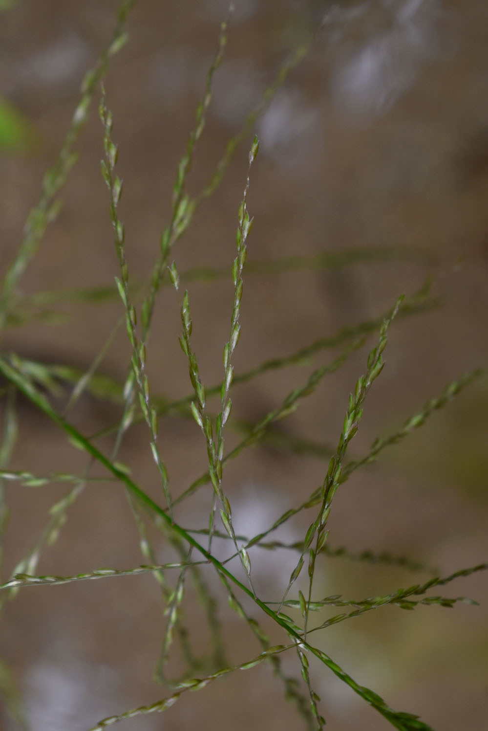 Centotheca lappacea (L.) Desv.