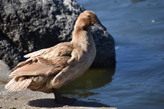 Anas platyrhynchos domesticus