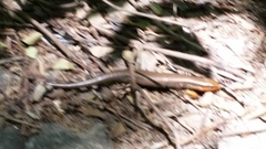 Plestiodon tetragrammus