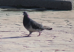 Columba livia