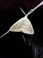 Theria rupicapraria