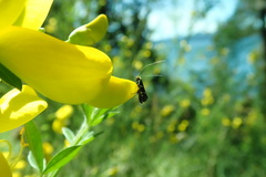 Adela septentrionella