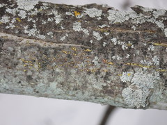 Thyronectroidea chrysogramma