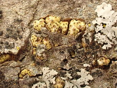 Thyronectroidea chrysogramma