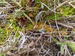 Lysimachia buxifolia