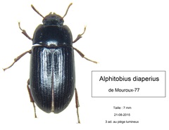 Alphitobius diaperinus