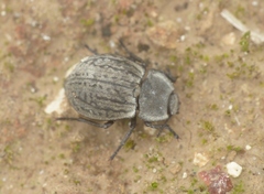 Asida sabulosa