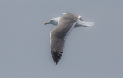 Larus fuscus barabensis