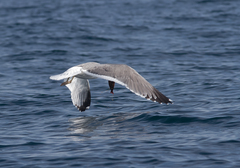 Larus fuscus barabensis